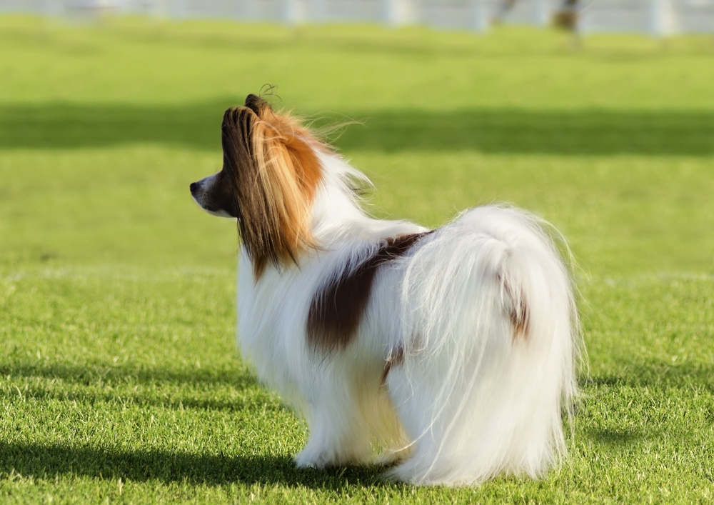 A small white and red papillon dog (aka Continental toy spaniel) standing on the grass looking very friendly and beautiful