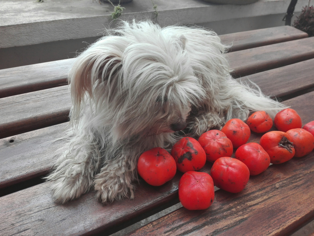犬に柿を食べさせても大丈夫？柿の栄養素や与える時の注意点を解説していきます！