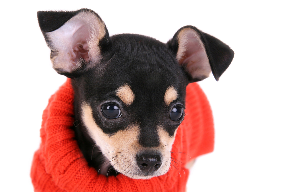 Chihuahua with sweater