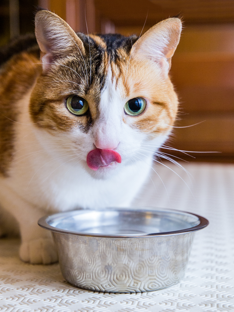 Cat eating 