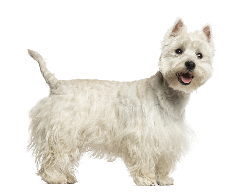 Side view of a West Highland White Terrier panting, 18 months old, isolated on white