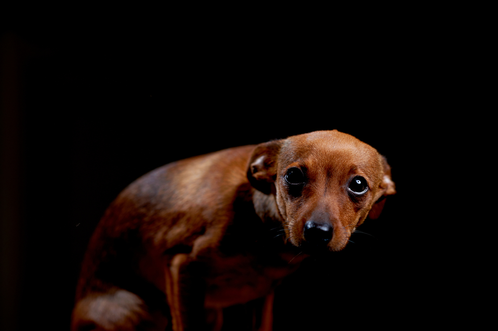 怖がる犬