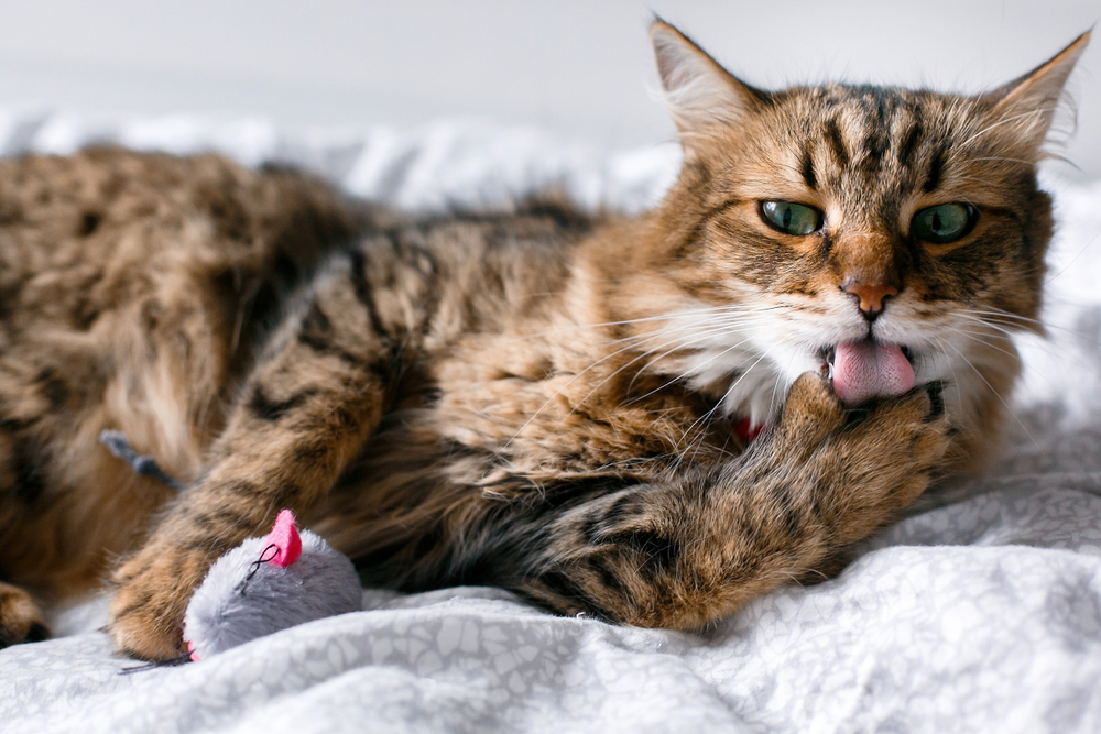 猫　毛づくろい　舌ペロ