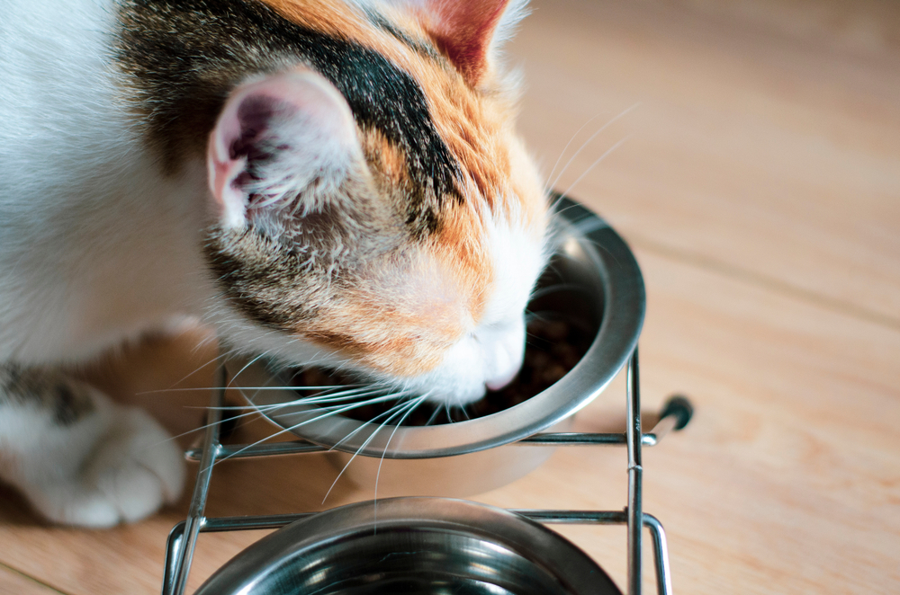 Hungry tricolor cat eat dry food. Healthy food. Holistic. Pet care. Close-up.