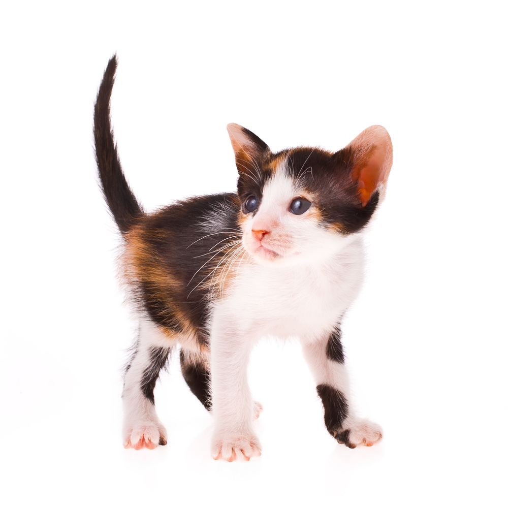 Calico cat - little kitty  isolated on white background