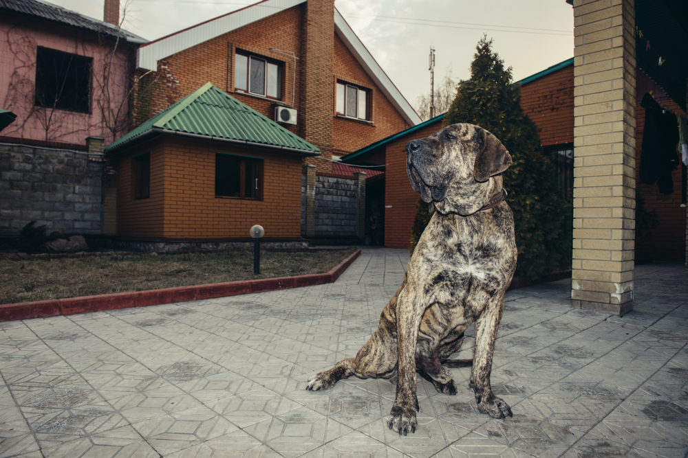 Big brazilian fila dog protecting the property sitting in the yard