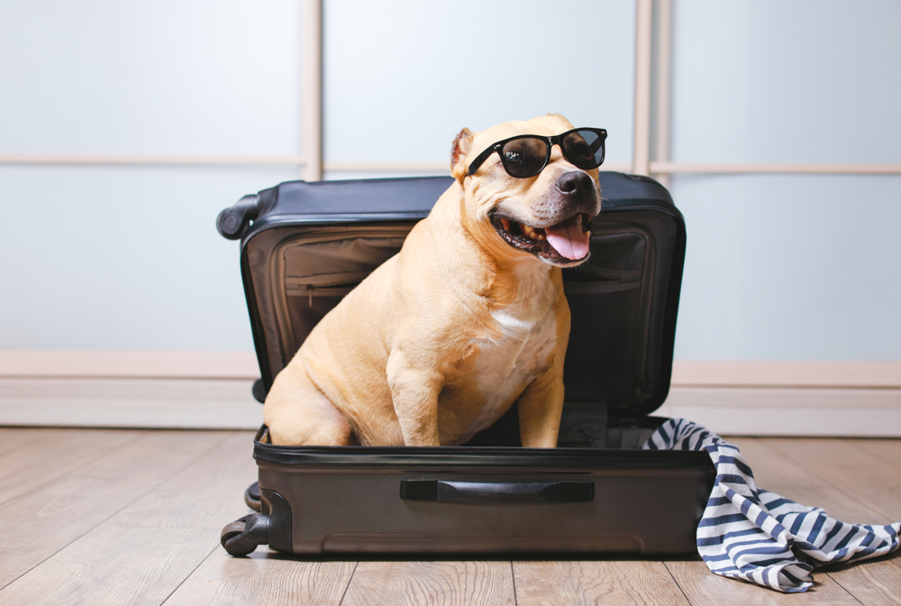 American Staffordshire terrier dog ready to go on a trip this summer vacation. Dog sitting inside a black suitcase with sunglasses isolated on home background 