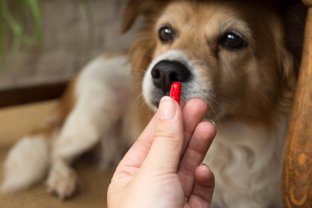 犬に薬を飲ませようとしている飼い主