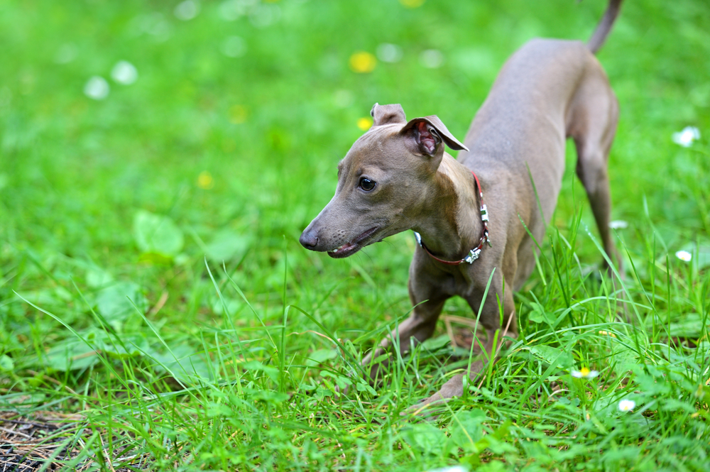Small Italian greyhound in a city park