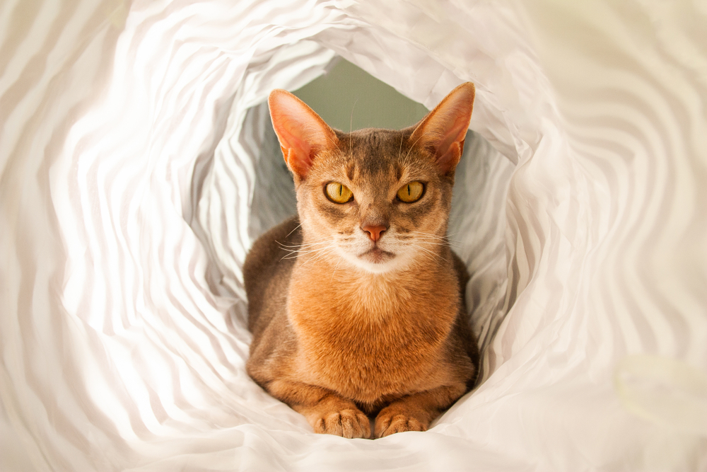 Abyssinian cat. Close up portrait of blue abyssinian female cat, sitting in white tunnel. Pretty cat on white background. Cute kitty, looking forward. Yellow eyes, big ears curious abyssinian cat.