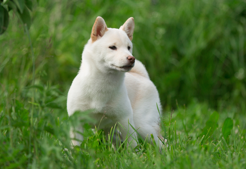 白い柴犬には魅力がいっぱい！希少価値の高い白柴の性格や特徴など詳しく紹介！