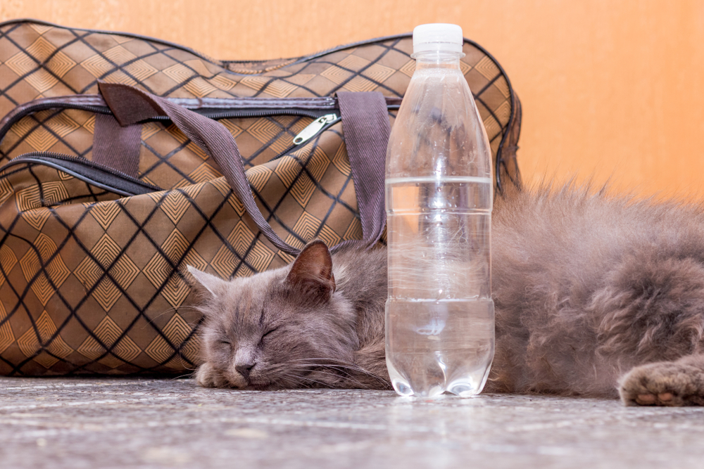 水が入ったペットボトルの側で眠る猫