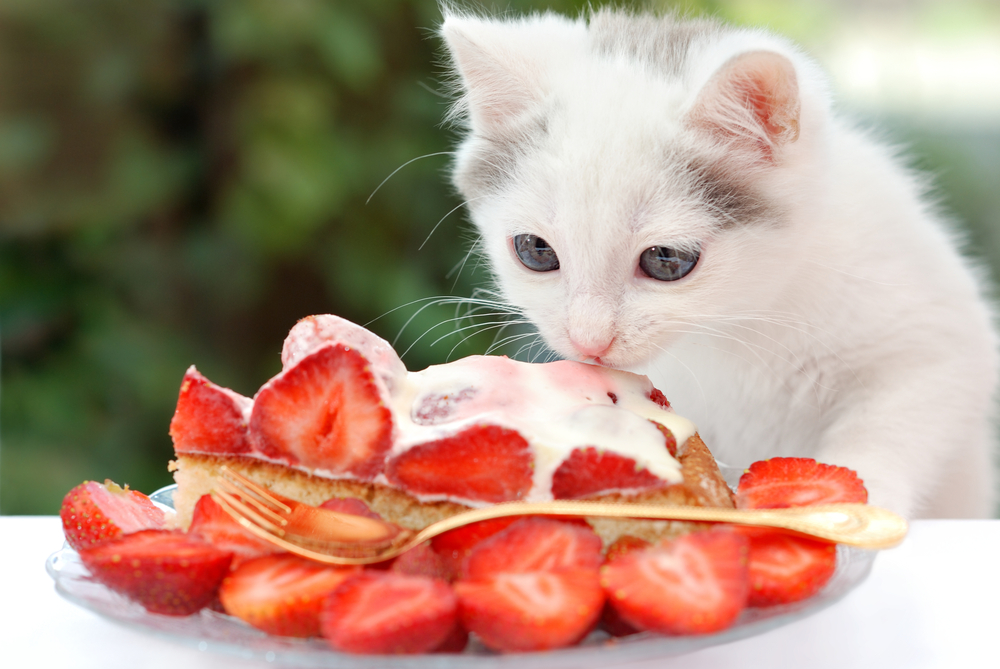 イチゴに興味を示す猫