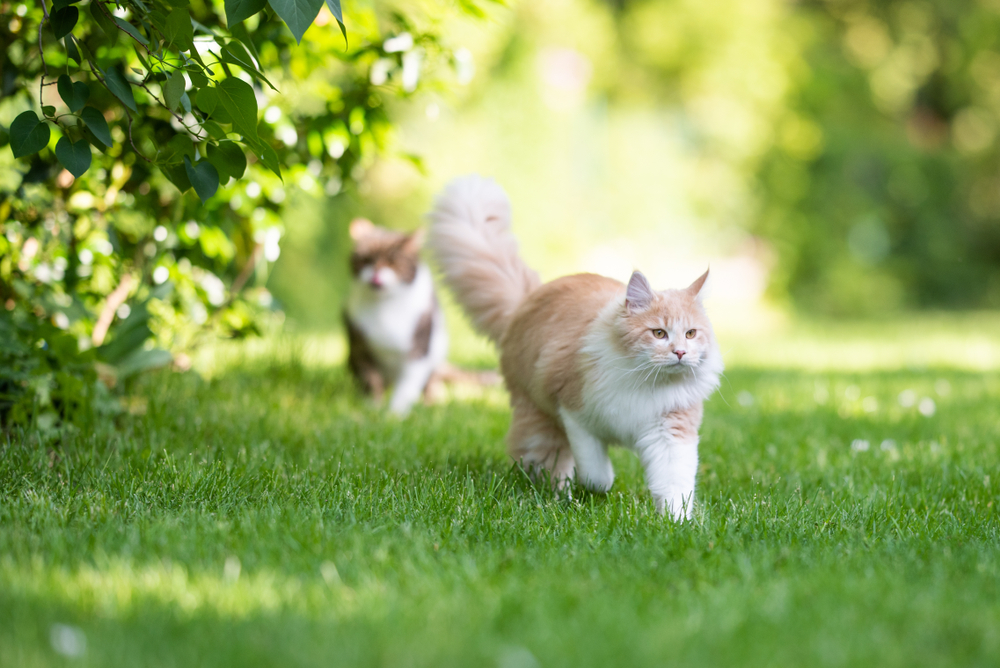 外で自由に歩き回る二匹の猫