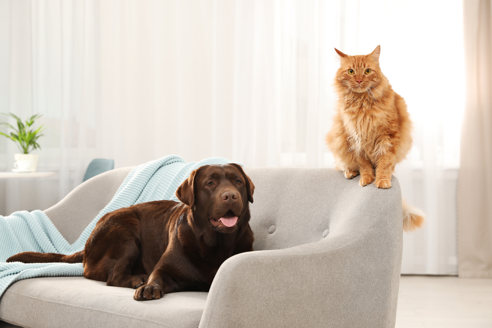 ソファーの上でくつろぐ犬と猫