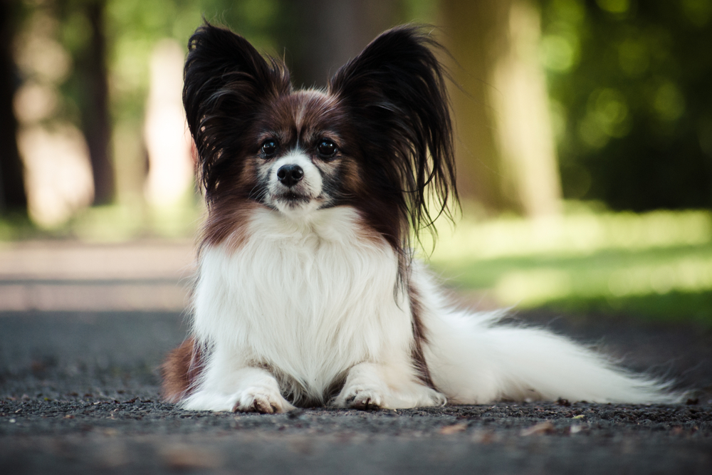Small and very cute Papillon
