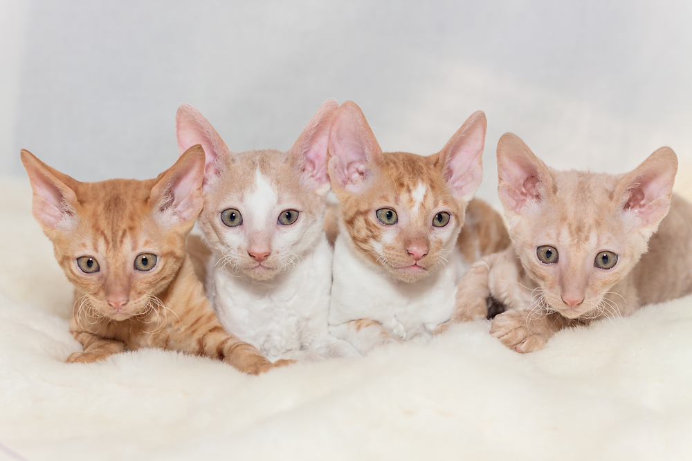 a group of kittens red teddy Cornish Rex