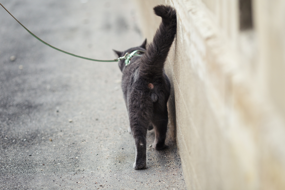 young british cat walking away, shallow depth of field
