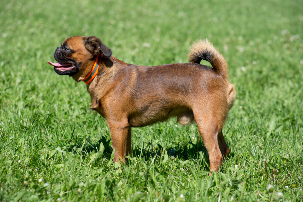 Cute petit brabancon puppy is standing on a green grass. Pet animals.