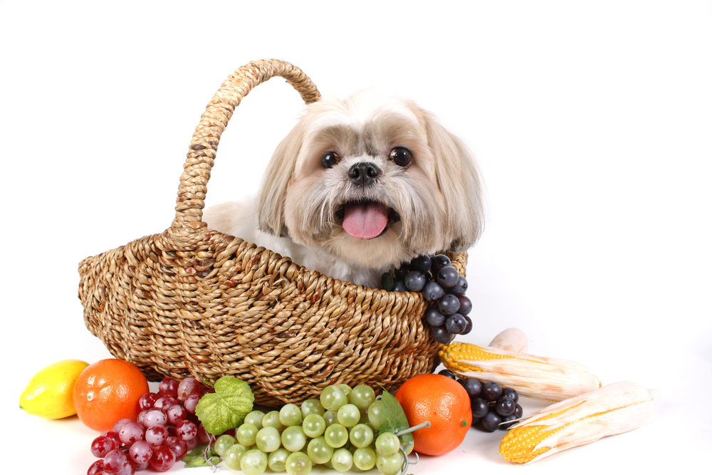 犬と色々な種類の果物