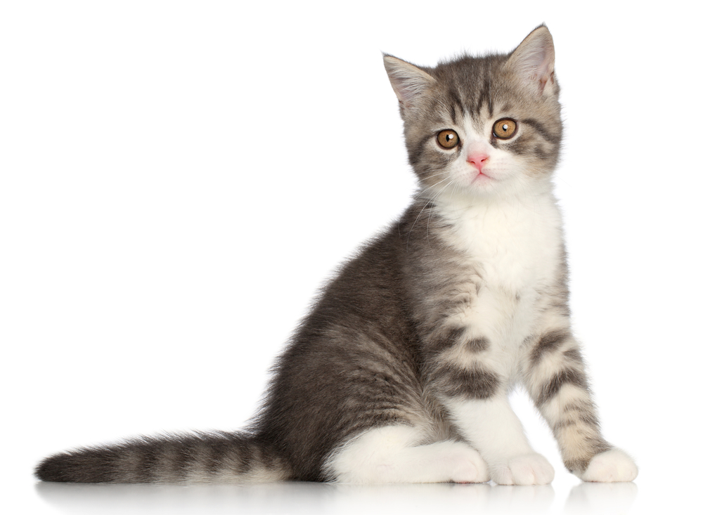 Scotish-Straight kitten sits on a white background