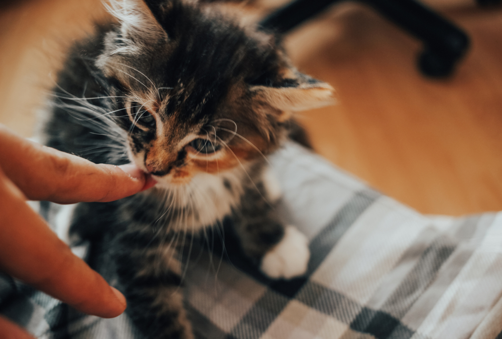 飼い主の指を舐める子猫