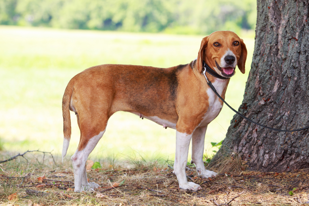 The dog breed American Foxhound in a public park