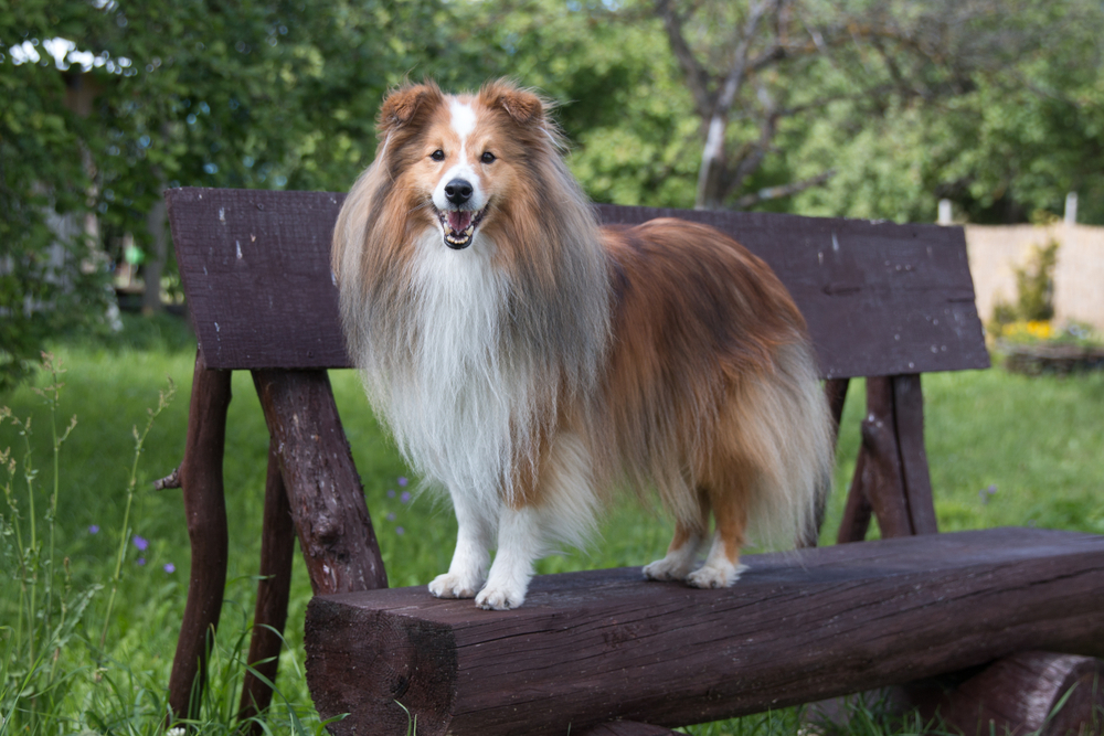 Summer portrait of sweet cute and smiling sable and white shetland sheepdog, sheltie standing outside on a wooden bench. Little lassie dog outdoors on bench, small collie with green background