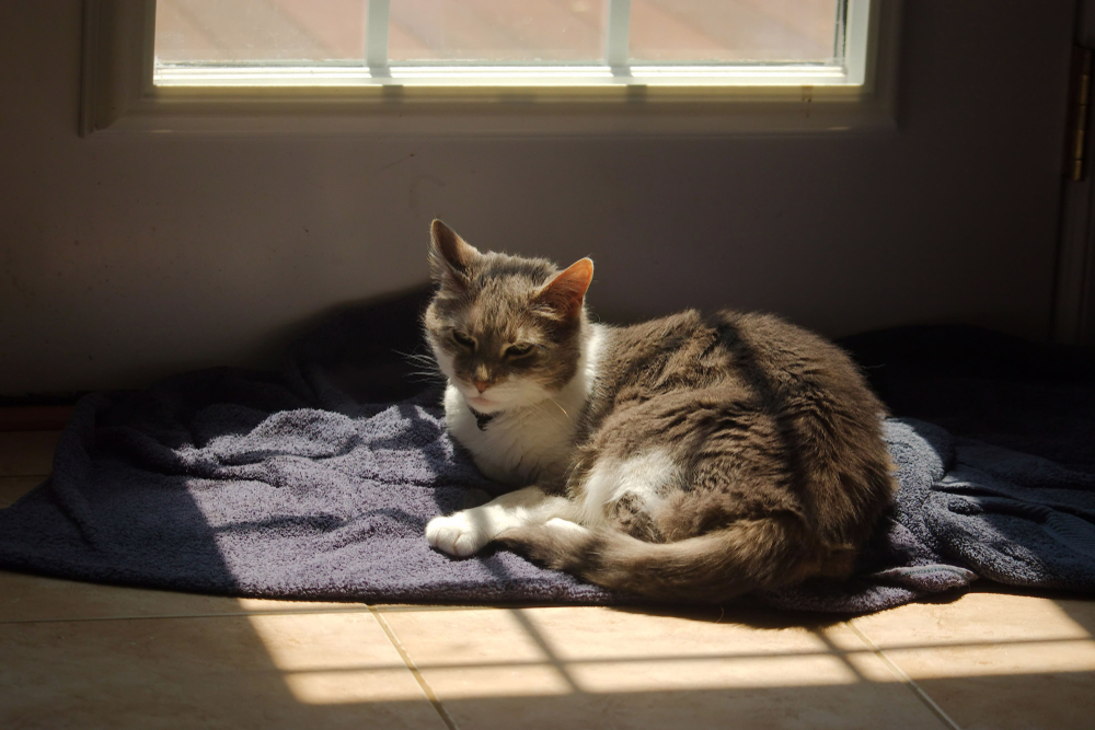 窓辺の近くで目を細めながら日向ぼっこしている猫