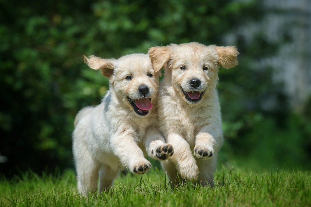 two happy running puppies of golden retriever