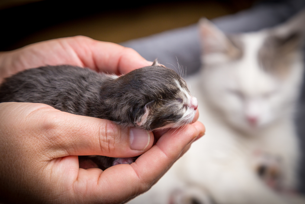 生まれたての子猫を保護したらまずすべきこととは？子猫の育て方や必要なものを紹介！