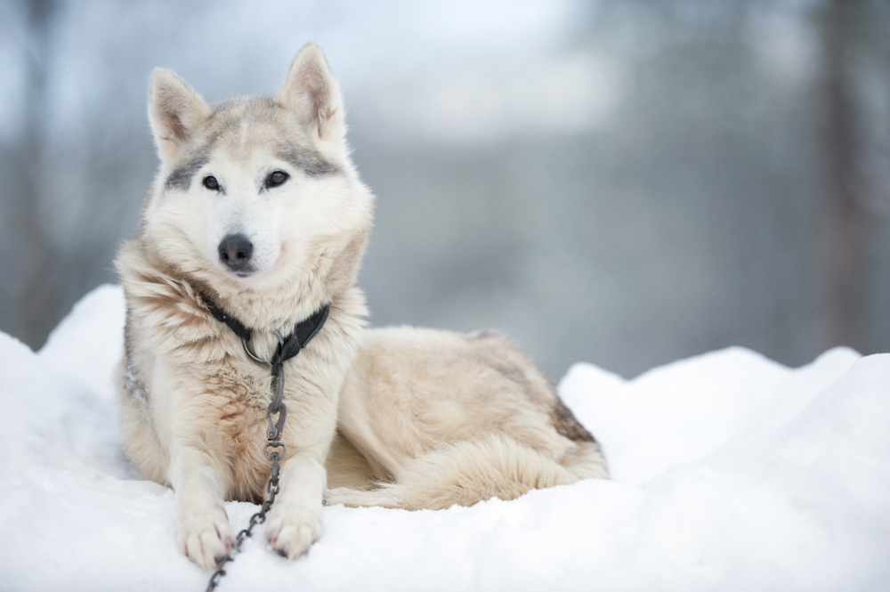 Portrait of a Wolfdog lying on winter snow.