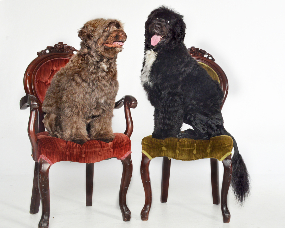 portguese water dogs sitting on chairs