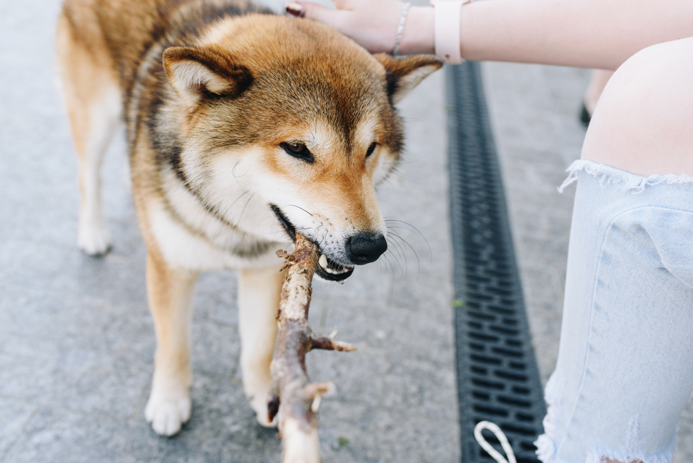 A shiba inu dog holding a stick and playing with a woman