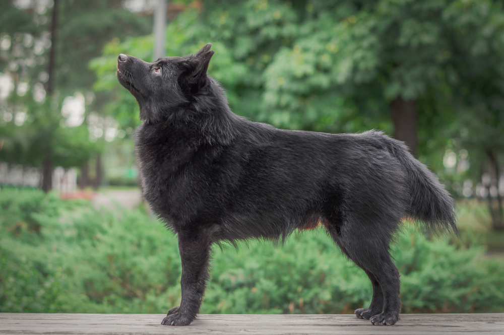 Schipperke show dog standing in the park and looking at his owner 