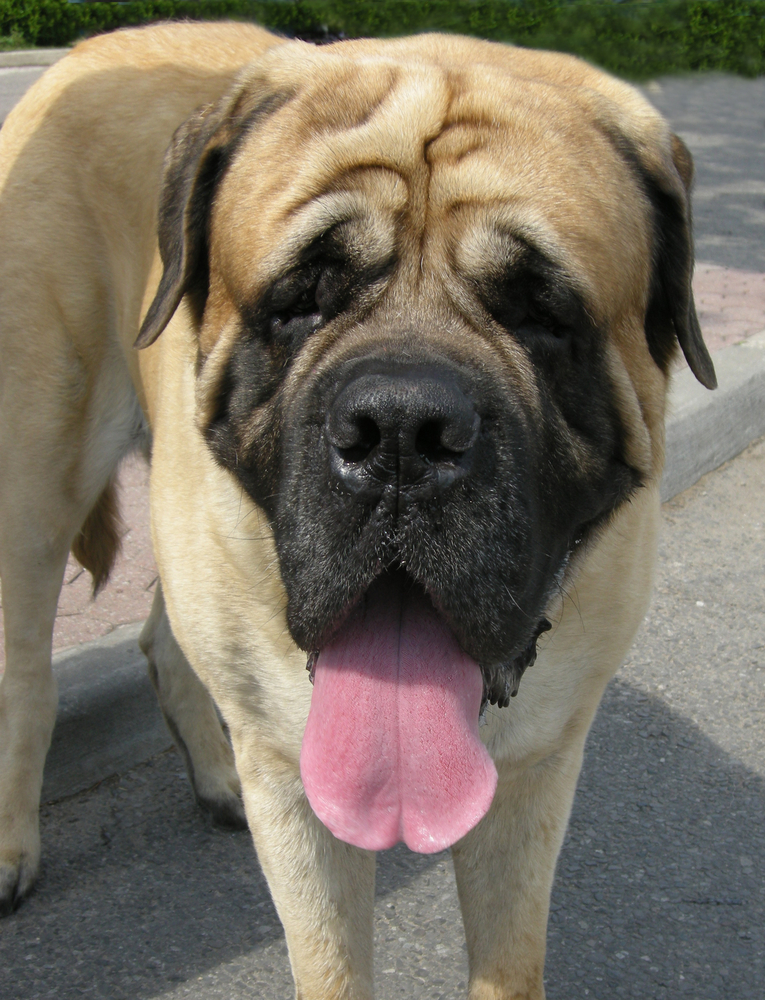 Stock photo of a Neapolitan Mastiff dog