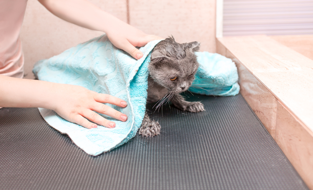濡れた猫をタオルで乾かしてあげている飼い主