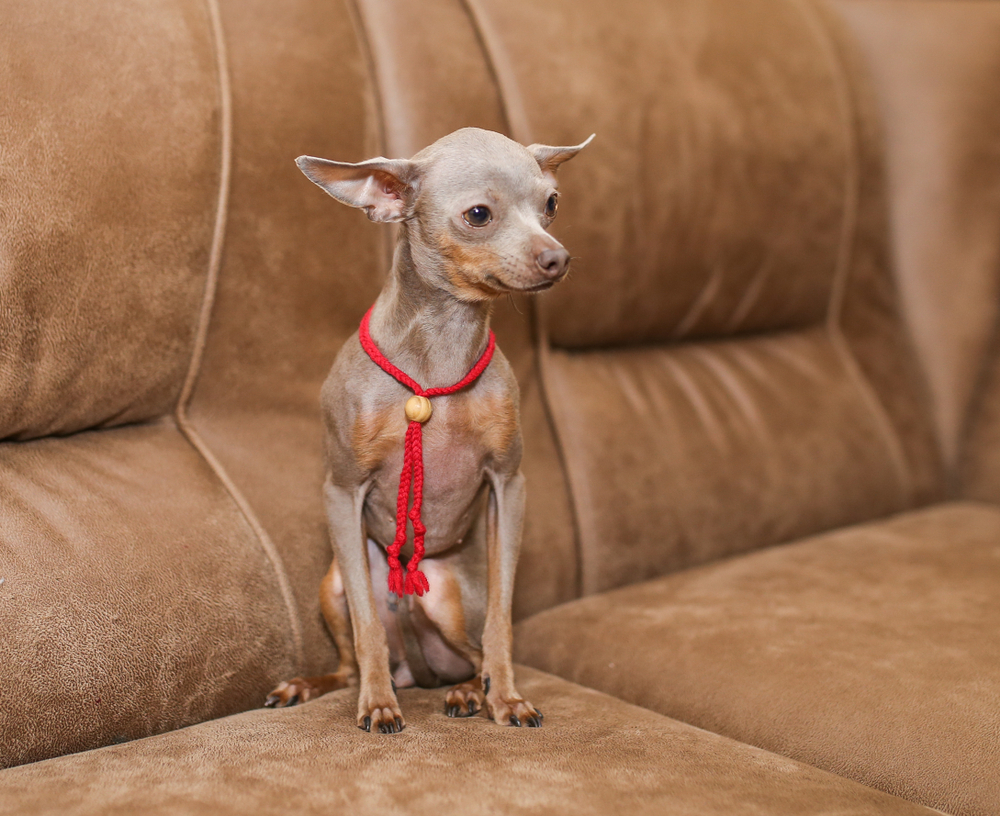 A small dog toy terrier is sitting.
