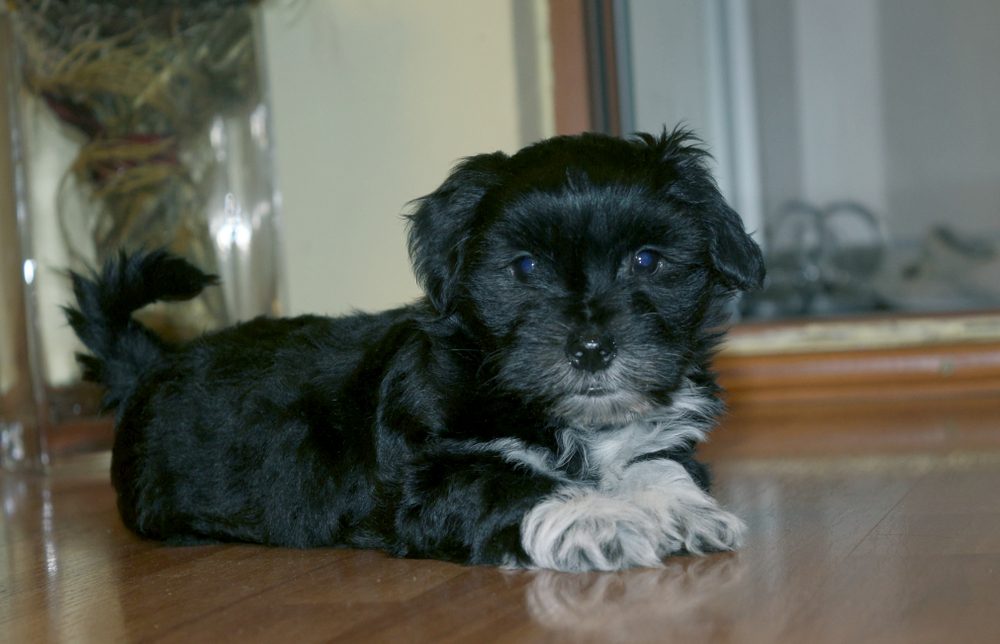 Little cute black and white Bichon Havanese dog sitting on parquet and looking at the camera. Small new friend inside room. He is a little bit scared. Cute lying little spotted havanese puppy dog.