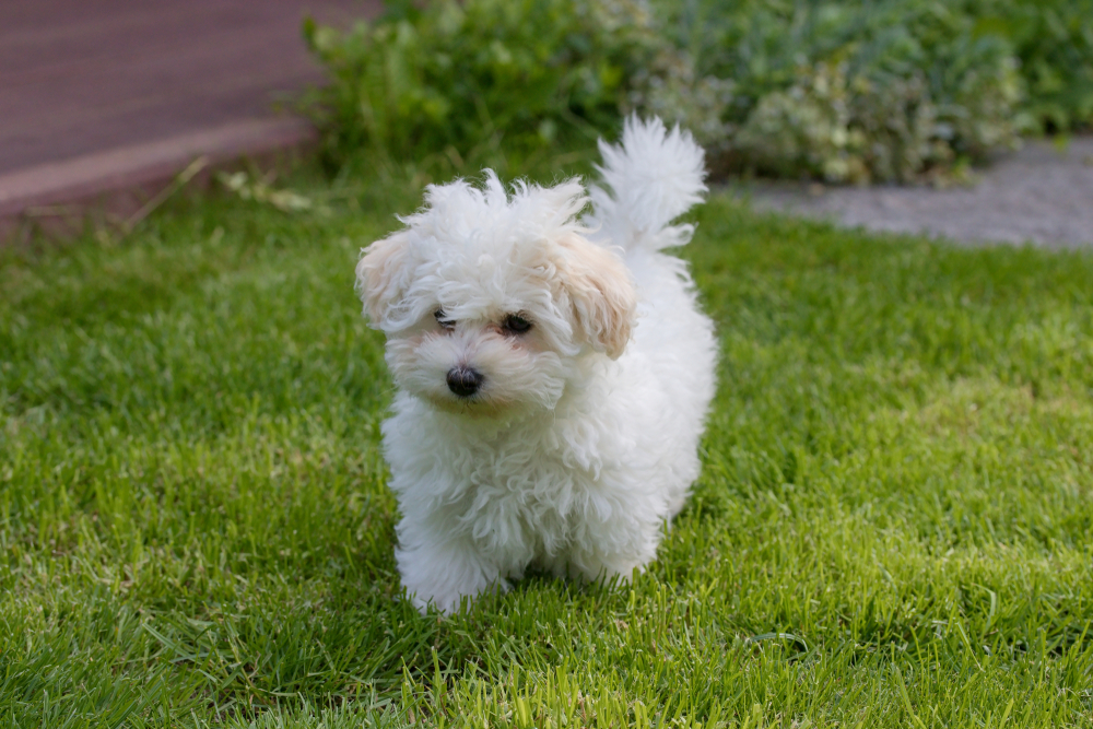 芝生を歩くボロニーズの子犬