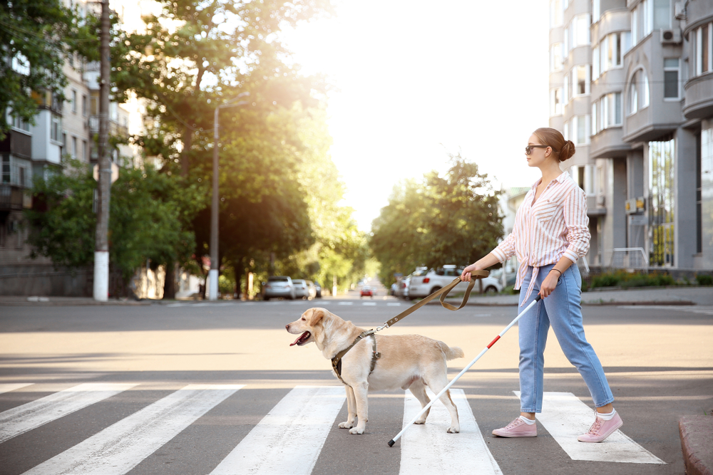 盲導犬と一緒に横断歩道を歩いている女性