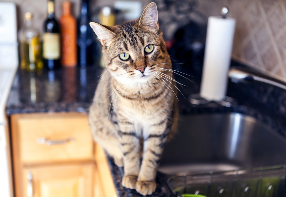猫がキッチンやシンクで遊んで困る！遊ばせないための対策を公開！