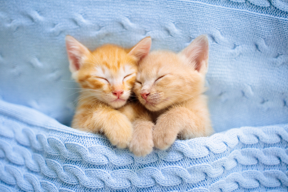 くっついて寝ている二匹の子猫