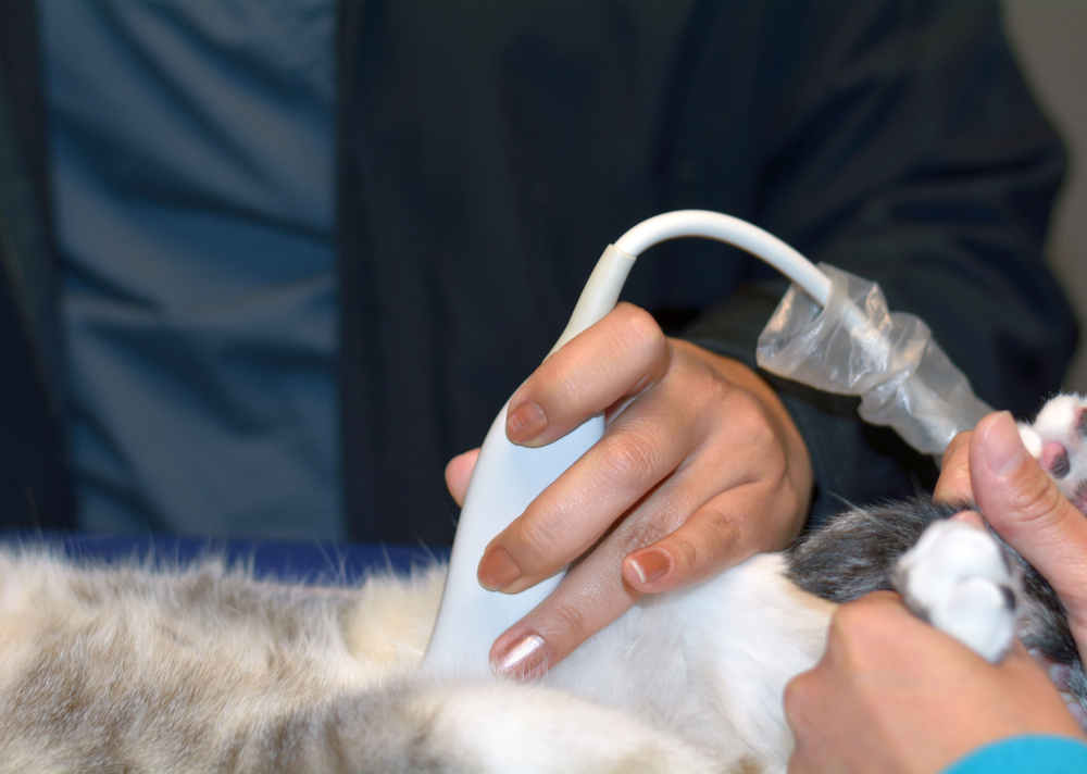 猫の膀胱に器械を当てる獣医師