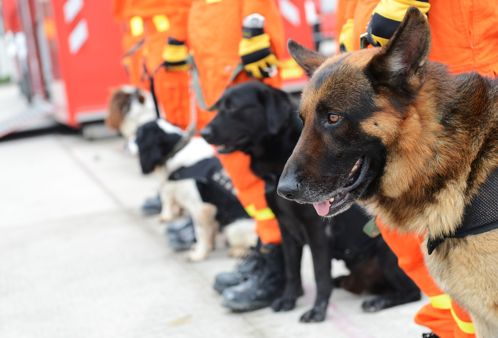 災害救助犬って知ってる？その仕事内容や適した犬種まで解説！