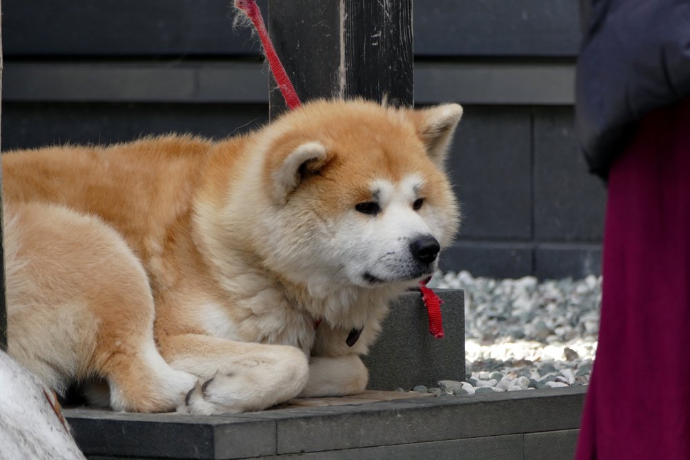 Akita Dog on a fence in the snow in Akita Prefecture Japan

