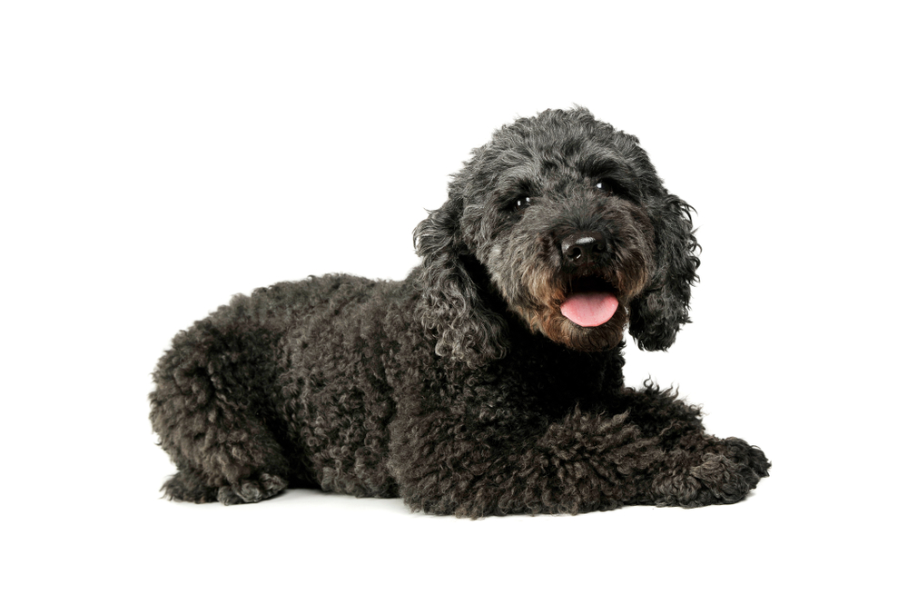 Studio shot of an adorable pumi lying and looking satisfied - isolated on white background.