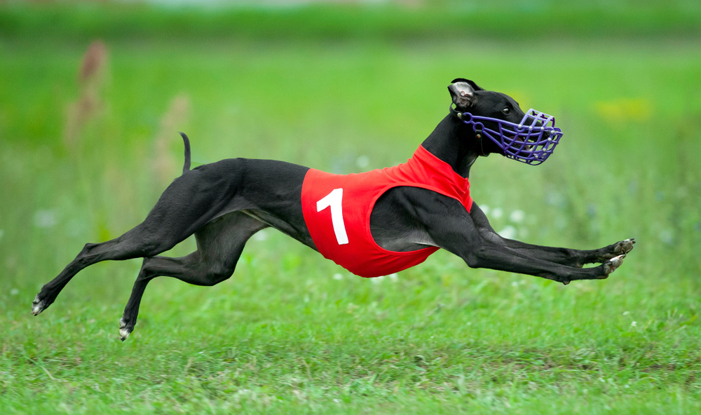 black whippet dog during the race in fast movement