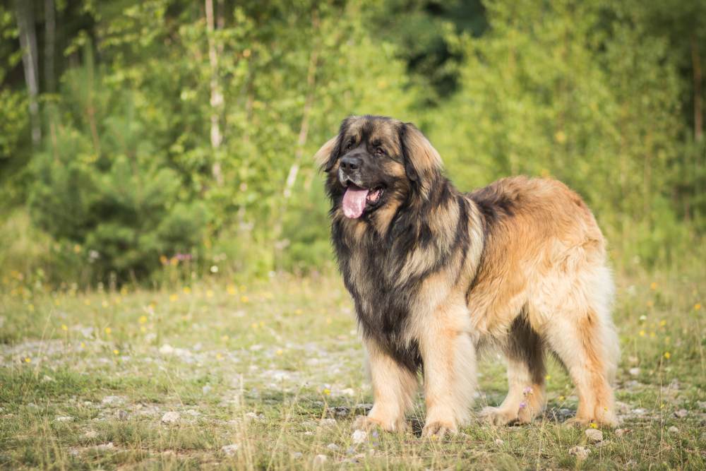 lovely and healthy leonberger posing