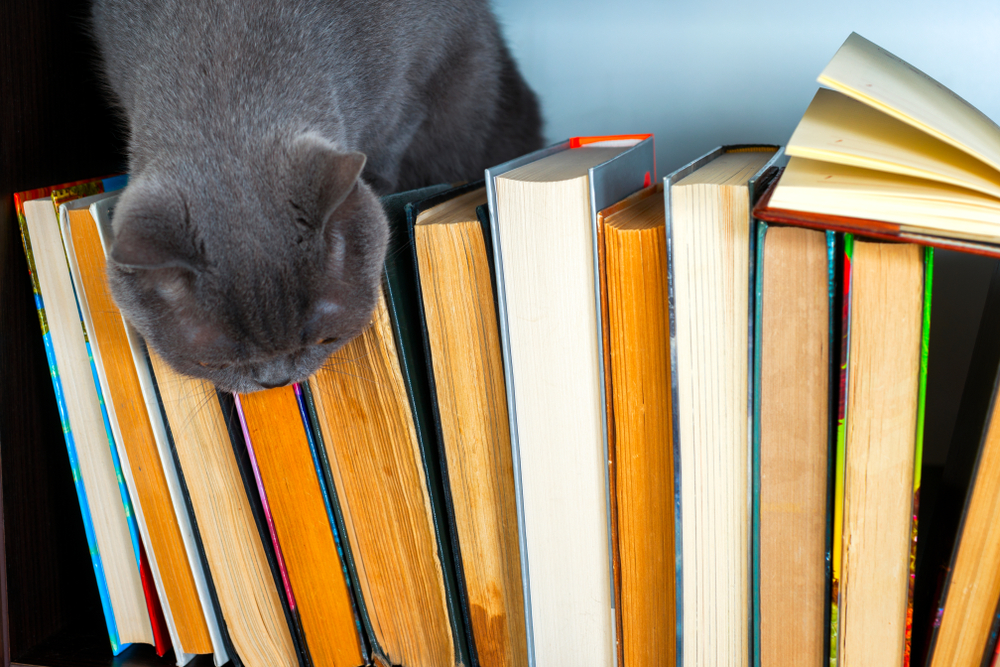 本の上に乗る猫
